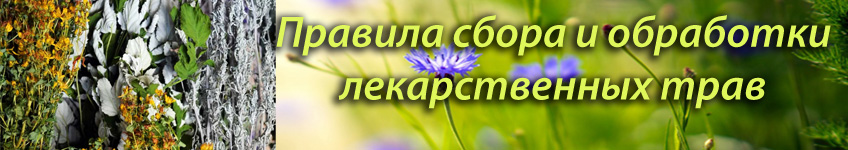 Как заготовить и хранить лекарственные травы